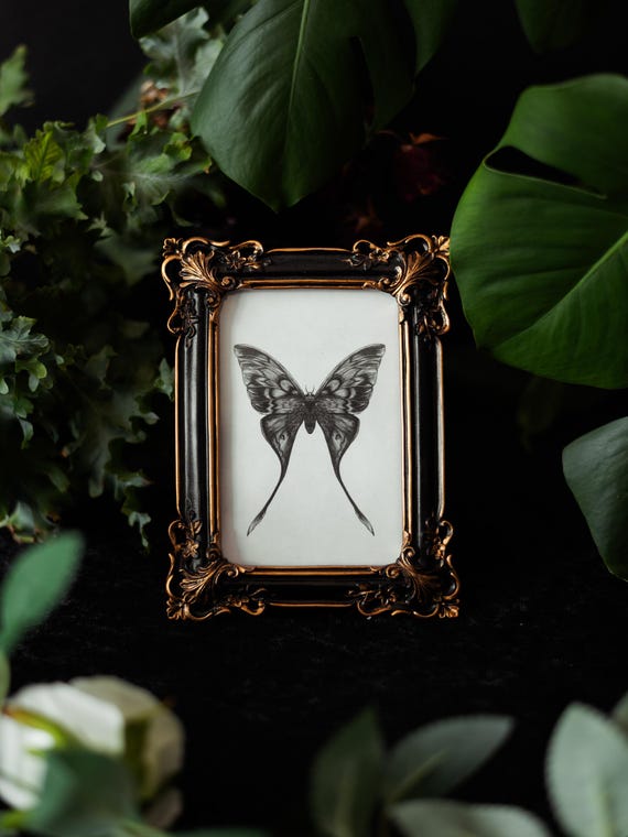 Moon Moth Illustration Gothic Print - Witchy Entomology Art - Dark Academia Home Decor for Alternative Interiors - Mothcore Gothic Gift Idea