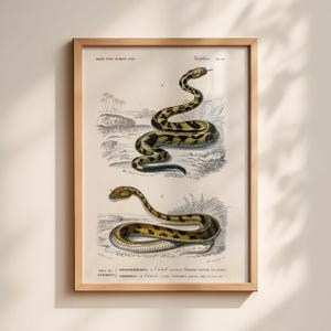 May include: A framed vintage print featuring two detailed illustrations of snakes. The top snake is black and yellow, while the bottom snake is yellow and brown. The print is set against a neutral background, with text at the top and bottom.