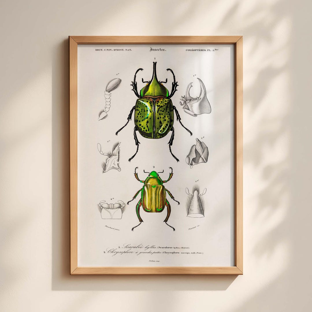 Vintage Beetle Print 19th Century Scientific Insect Art Natural History ...