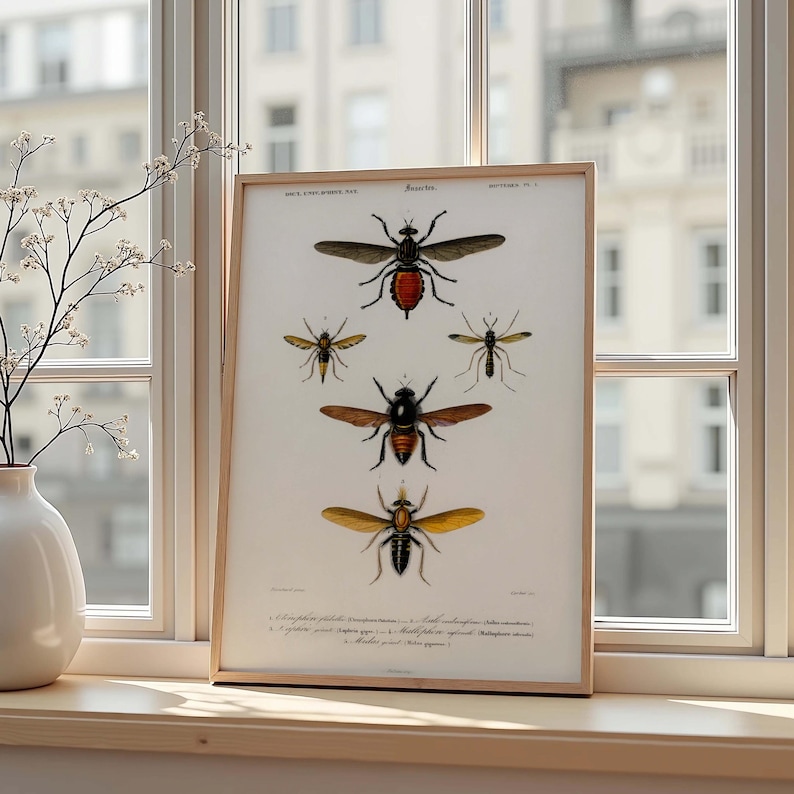 Vintage Insect Illustration Antique Natural History Bug Poster - Etsy
