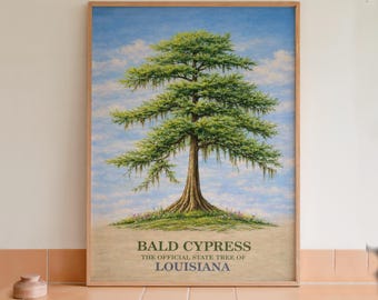 Lámina botánica del ciprés calvo, árbol estatal de Luisiana.