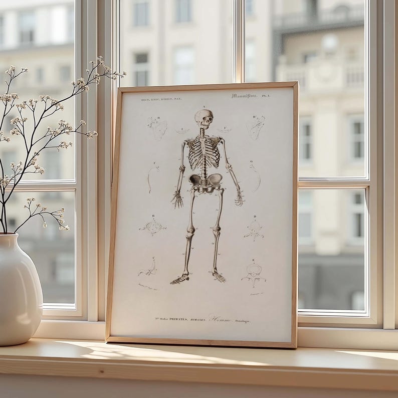Vintage Human Skeleton Print 19th Century History Antique Anatomical ...