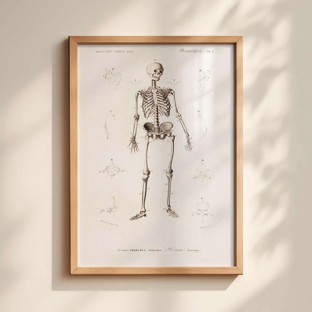 Vintage Human Skeleton Print 19th Century History Antique Anatomical ...