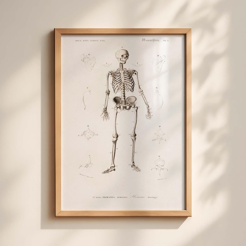 Vintage Human Skeleton Print 19th Century History Antique Anatomical ...
