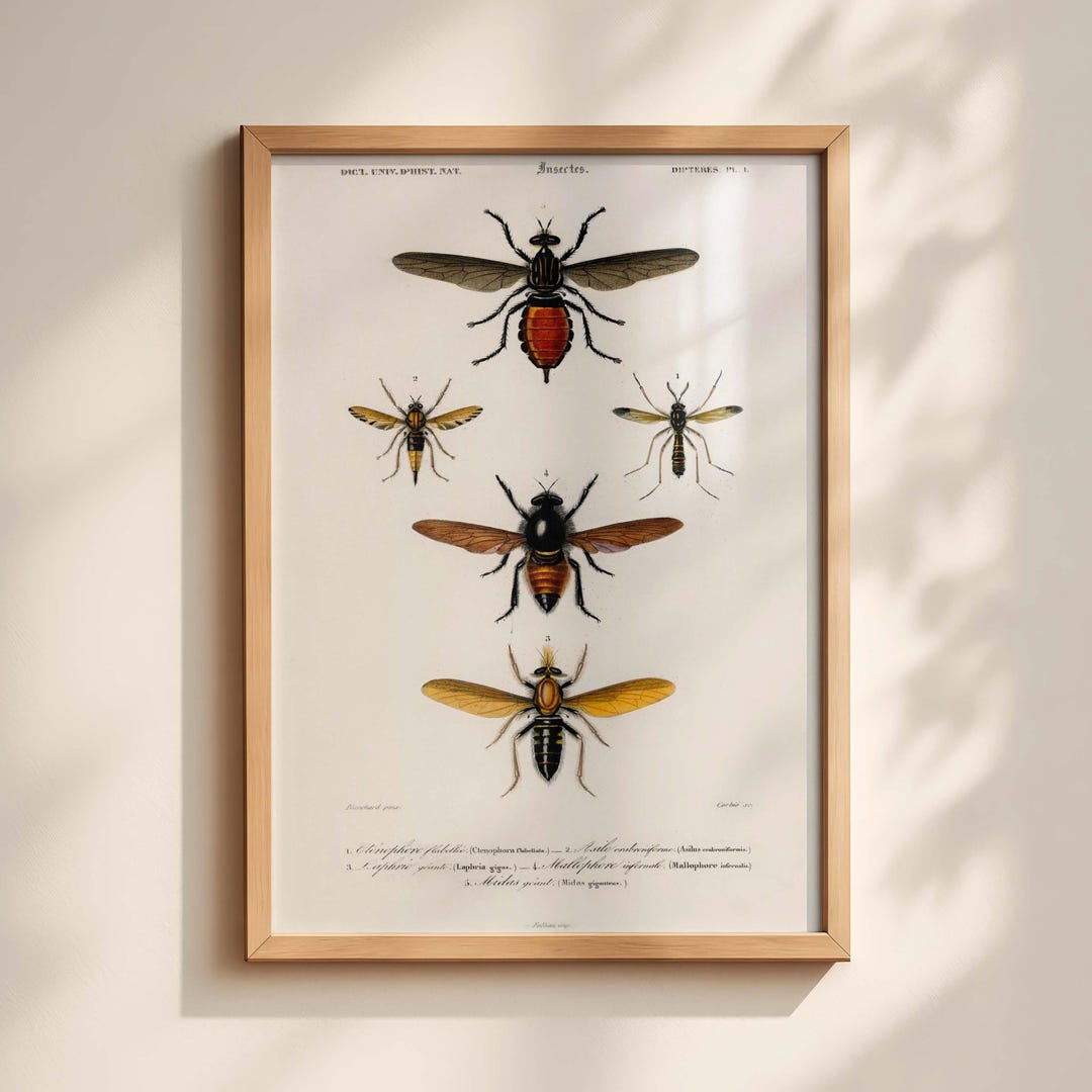 Vintage Insect Illustration Antique Natural History Bug Poster - Etsy