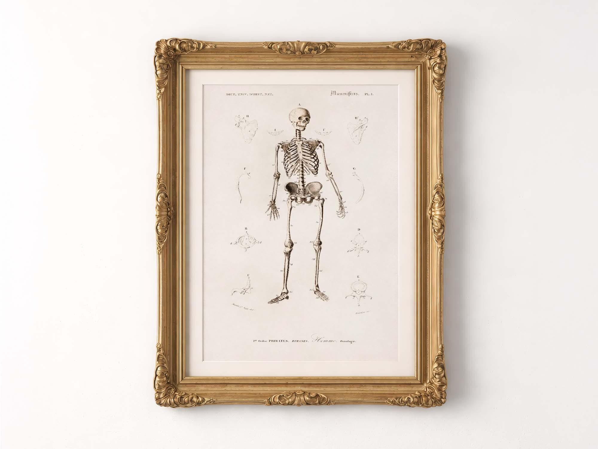 Vintage Human Skeleton Print 19th Century History Antique Anatomical ...