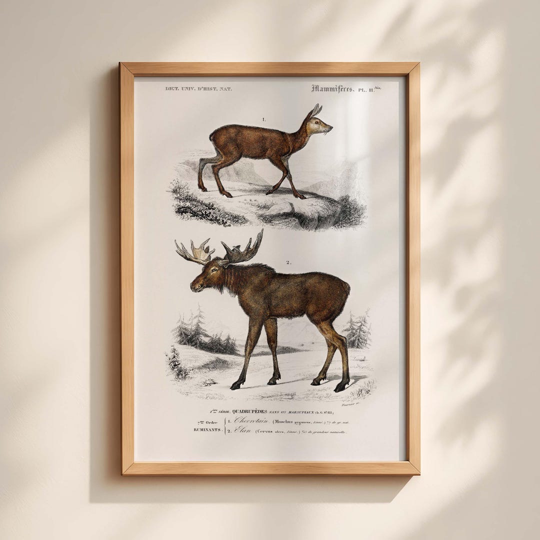 Vintage Deer and Moose Natural History Illustration Antique Scientific ...