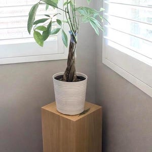 May include: A Money Tree plant in a white pot sits on a light brown wooden pedestal. The plant has green leaves and a braided trunk. The pedestal is a square, solid block. The background includes a window with white shutters.