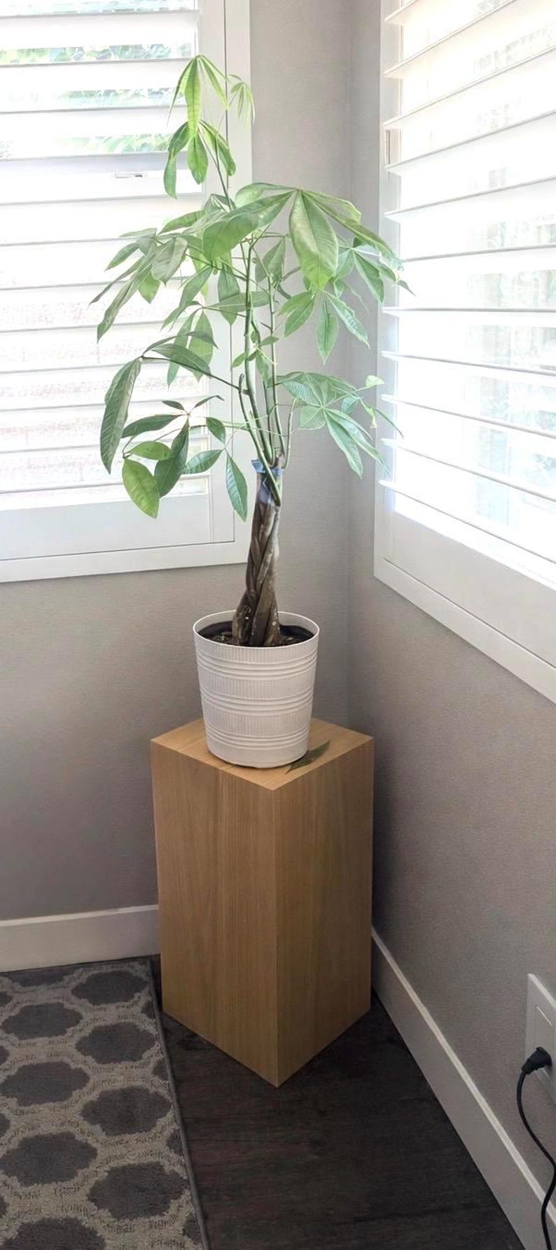 May include: A Money Tree plant in a white pot sits on a light brown wooden pedestal. The plant has green leaves and a braided trunk. The pedestal is a square, solid block. The background includes a window with white shutters.
