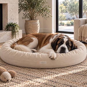 Saint Bernard resting on a large 50 inch natural cotton donut dog bed in a bright neutral living room.