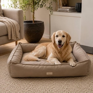 May include: A golden retriever lies in a beige rectangular dog bed with a brown trim. The dog bed is on a neutral rug. The background features a sofa, a potted plant, and a fireplace, creating a cozy interior scene.