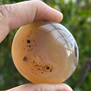 Lovely Dendritic Agate Palm Stone