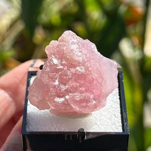 May include: A light pink, crystalline mineral specimen. The raw, uncut stone is displayed in a black display case with a white interior. The background is blurred, with green foliage visible.