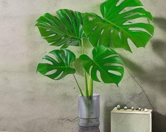 Monstera deliciosa pianta idroponica, pianta decorativa da tavolo