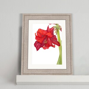 Single Red Amaryllis Holiday botanical watercolor 12" x 16" Giclee Fine Art Print