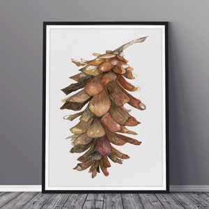 Può includere: Un dipinto ad acquerello di una pigna marrone su uno sfondo bianco. La pigna è rappresentata in dettaglio, con ogni squama dipinta individualmente.