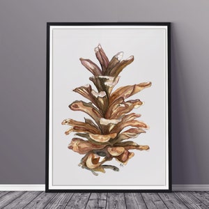 Può includere: Un dipinto ad acquerello di una pigna marrone su uno sfondo bianco. La pigna è rappresentata in dettaglio, con ogni squama visibile.