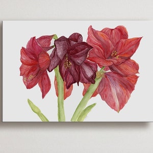 Amaryllis In Bloom botanical watercolor 24"x18"  Giclee stretched canvas fine art print, 1.5" deep Ready to hang