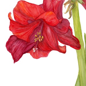 Red Amaryllis In Bloom botanical watercolor 9" x 12" Giclee Fine Art Print on stretched canvas