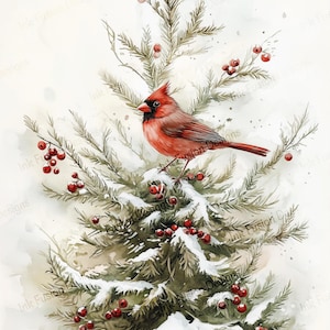 Könnte beinhalten: Ein Aquarellbild eines roten Kardinals, der auf einem schneebedeckten Nadelbaumzweig mit roten Beeren sitzt. Der Vogel schaut nach links und hat einen weißen Schnabel. Der Hintergrund ist ein sanftes Weiß mit einer Aquarell-Waschung.