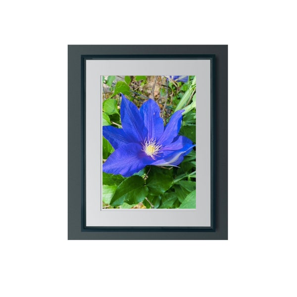 Clematis spring flowers-royal blue yellow centers-climbing-showy-stunning-natural picture from garden-twining-purplish blue-delicate blooms