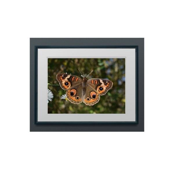 Common Buckeye Butterfly - Junonia coenia, colorful eyespots, distinctive orange bars on brown wings. a collector's gift of beauty and joy