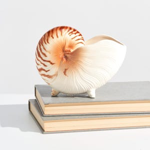 Wazon lub doniczka z muszli Nautilus Vintage Fitz & Floyd