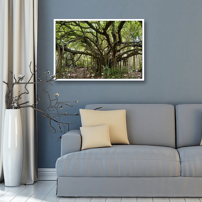 Mystical Image of Banyan Tree | Personally Taken Photo in Forest Path ...