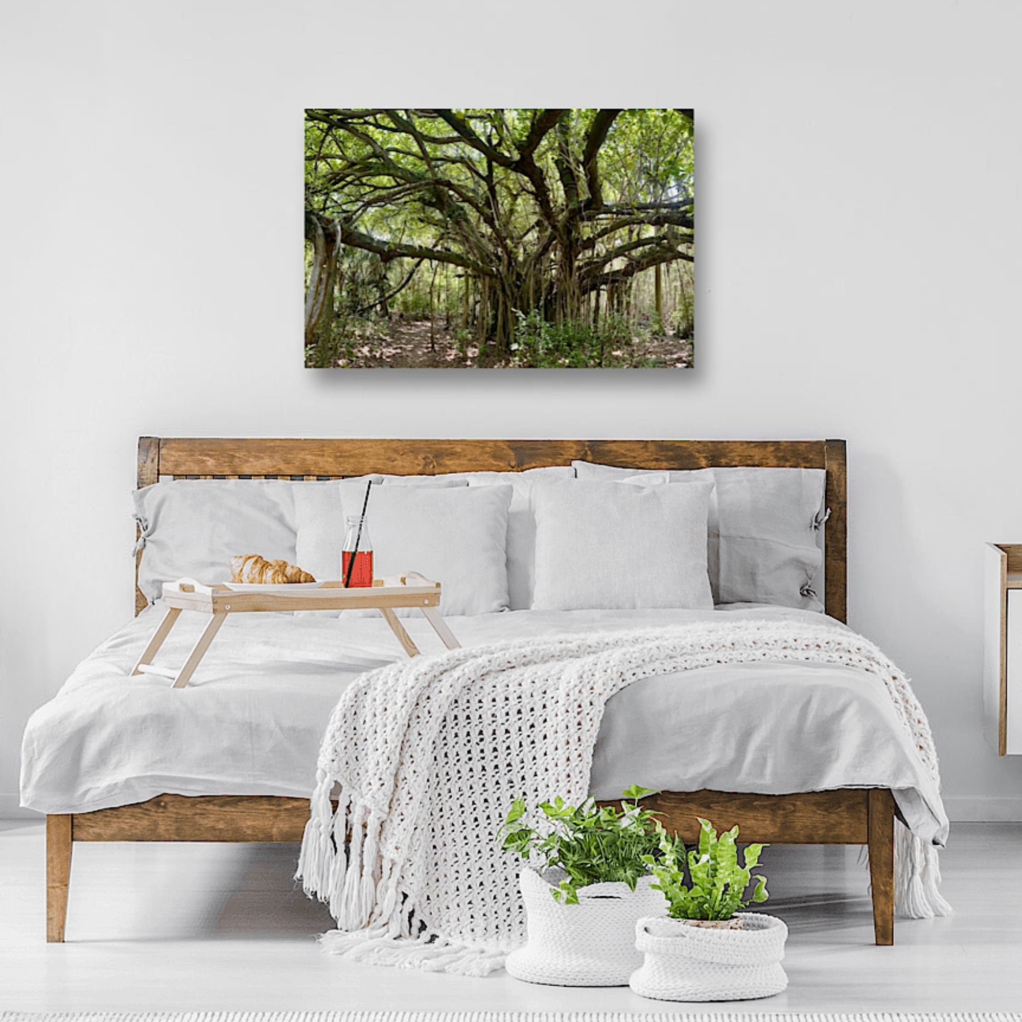 Mystical Image of Banyan Tree | Personally Taken Photo in Forest Path ...