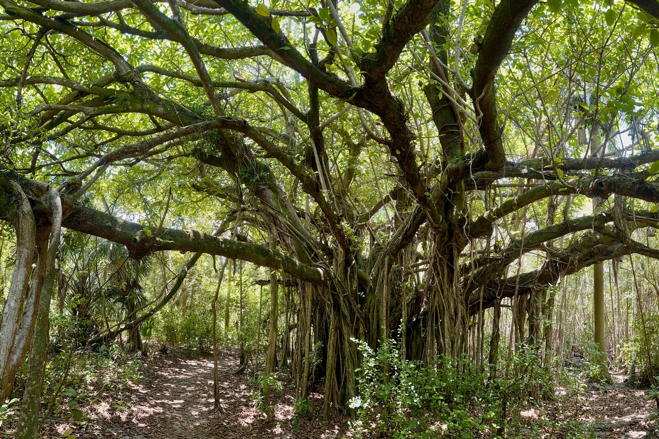 Mystical Image of Banyan Tree | Personally Taken Photo in Forest Path ...