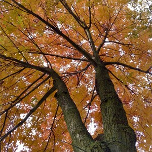 May include: A tall tree with orange and yellow leaves in the fall. The tree trunk is brown and has a rough texture.
