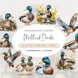 Mallard Ducks Watercolor Clipart, High Quality PNGs, Bird Graphics, Scrapbooking, Junk Journal, Duck Clip Art, Digital Download, Commercial
