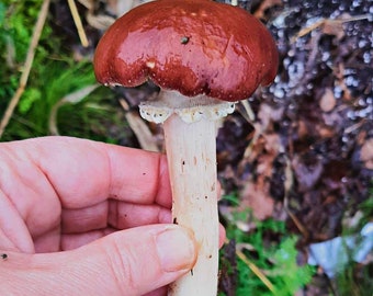 Wine Cap (Stropharia Rugosoannulata) Liquid Culture 10ml Syringe