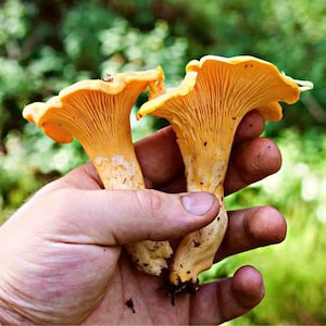 Peut inclure: Deux champignons chanterelles jaune vif avec des chapeaux ondulés en forme d'entonnoir et des structures de lamelles proéminentes descendant le long des pieds. Les champignons présentent une teinte dorée orangée et une texture irrégulière.