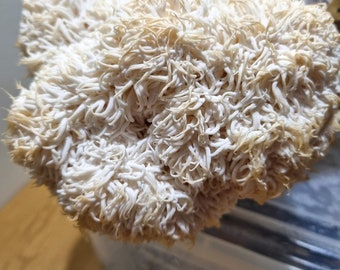 Lion's Mane (Hericium Erinaceus)  Liquid Culture 10ml Syringe