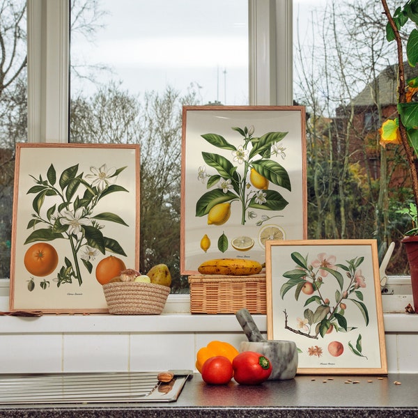 Lemons, Oranges and Peaches Fruit Botanical Wall Art Prints, Set of 3 - Vintage Illustration Kitchen Prints, Printable Wall Art