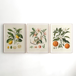 May include: Set of three botanical prints featuring illustrations of lemon, peach, and orange trees with blossoms and fruit. The prints have a vintage aesthetic and are framed in a light wood.