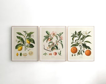Citrus Fruit Print Set: Vintage Botanical Kitchen Art (Digital Download)