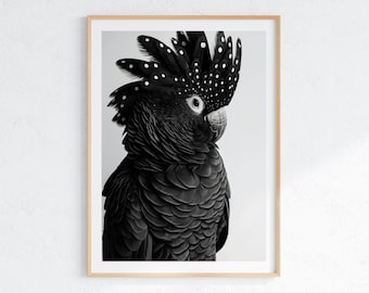 Lámina artística de cacatúa negra: ilustración de ave australiana (descarga digital)