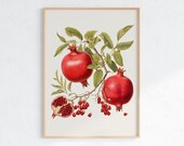 Pomegranate Botanical Art Print: Vintage Kitchen Decor (Digital Download)