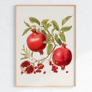 May include: A vintage botanical illustration of a pomegranate branch with two ripe red pomegranates and one open pomegranate showing the seeds. The branch has green leaves and is on a white background.
