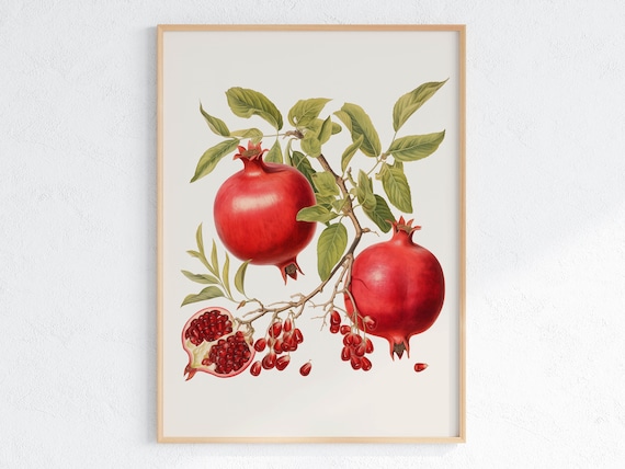 Pomegranate Botanical Art Print: Vintage Kitchen Decor (Digital Download)