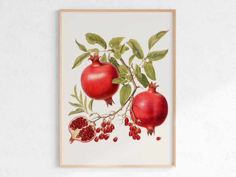 May include: A vintage botanical illustration of a pomegranate branch with two ripe red pomegranates and one open pomegranate showing the seeds. The branch has green leaves and is on a white background.