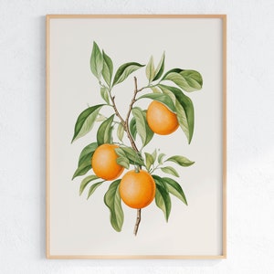 Orange Tree Art Print: Vintage Citrus Grove, Farmhouse Kitchen (Digital Download)