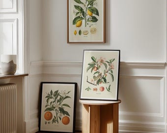 Citrus and Peach Fruit Print Set of 3 - Mediterranean Kitchen Wall Art Printable - Lemon, Orange, Peach Decor