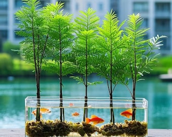 Pianta idroponica in vaso Dawn Redwood per acquario, già radicata