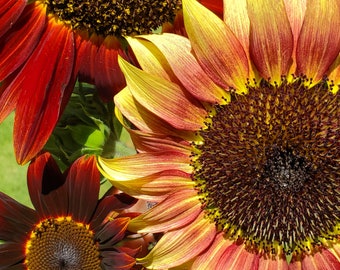 May include: Three sunflowers in various shades of red and yellow. The sunflowers are in full bloom and have a dark brown centre.