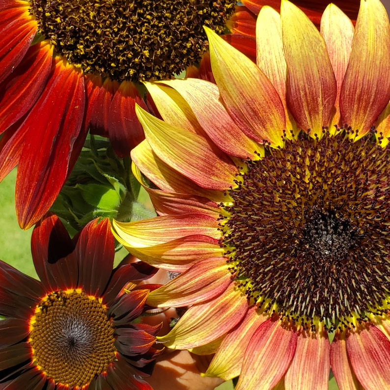 May include: Three sunflowers in various shades of red and yellow. The sunflowers are in full bloom and have a dark brown center.