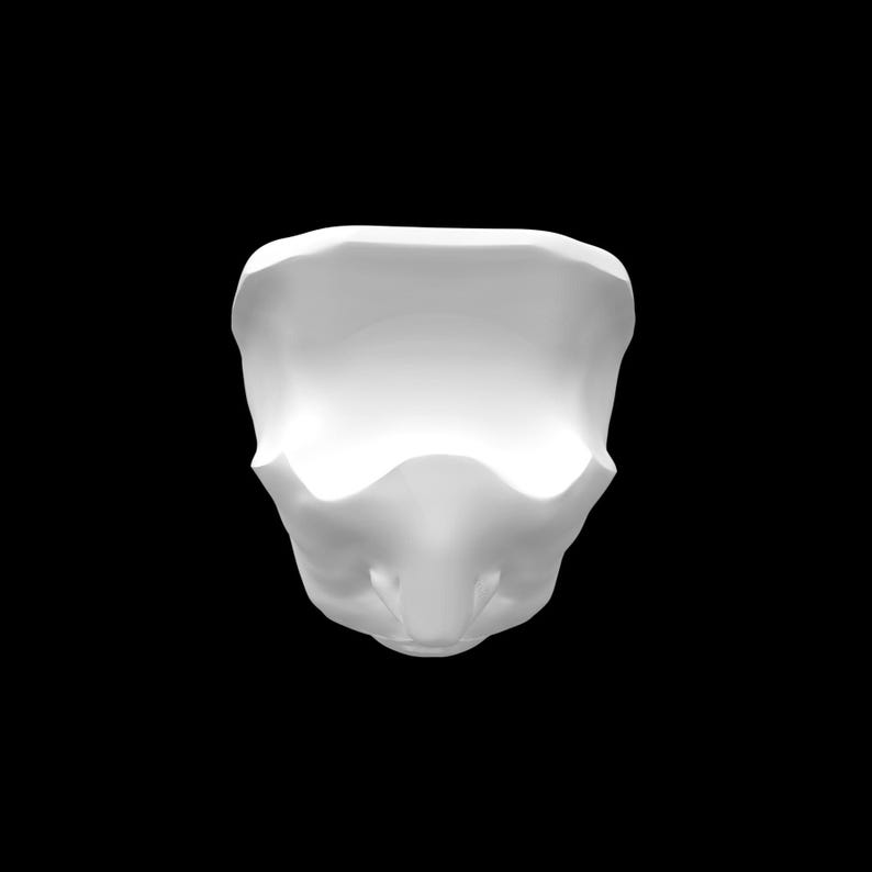 K&ouml;nnte beinhalten: Ein wei&szlig;es, glattes, anatomisches Modell eines menschlichen Sch&auml;dels in der Vorderansicht, das sich auf das Stirnbein, die Augenh&ouml;hlen und die Nasenh&ouml;hle konzentriert. Die Struktur ist in einem sauberen, matten Wei&szlig; vor schwarzem Hintergrund.