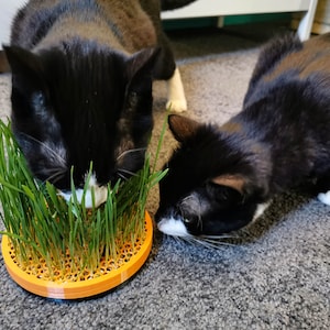 Könnte beinhalten: Zwei schwarz-weiße Katzen fressen aus einem runden, orangen Katzengras-Pflanztopf. Der Topf hat ein Gittermuster und ist mit grünem Gras gefüllt.